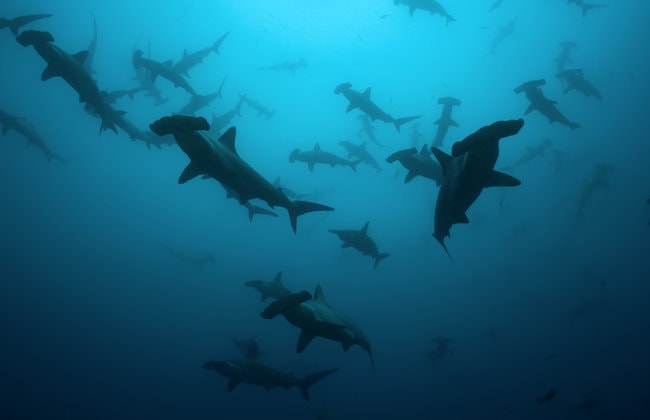 Hammerhead Sharks in Oahu