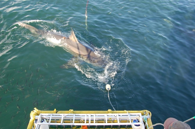 Shark diving tour in Oahu
