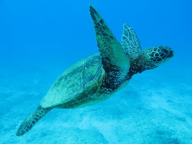 Turtle Canyon in the sea of Oahu