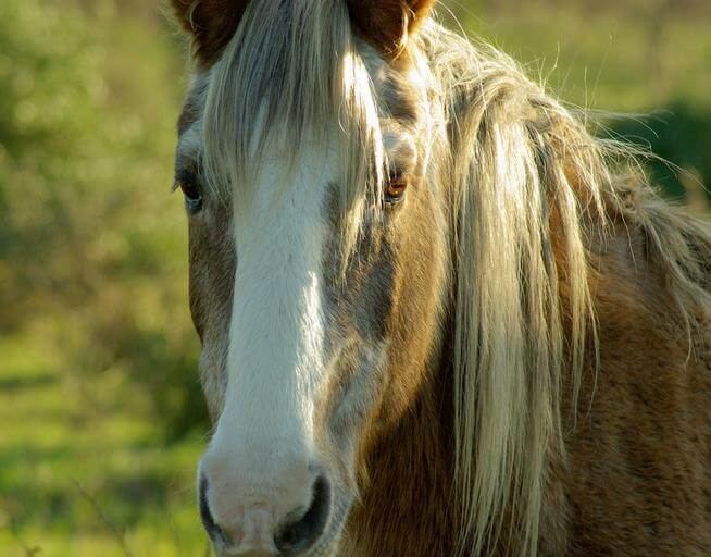 Semi-Private Horses and Vineyards - Horseback Riding in Tuscany